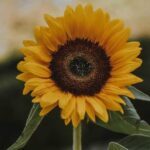 a cover image of GoEastMandarin's post on how to Say sorry in Chinese with a sun flower in the middle