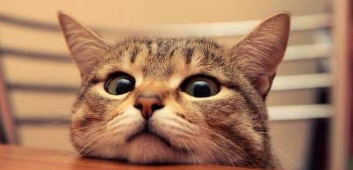 cover image of goeast mandarin post How to Say Cat in Chinese