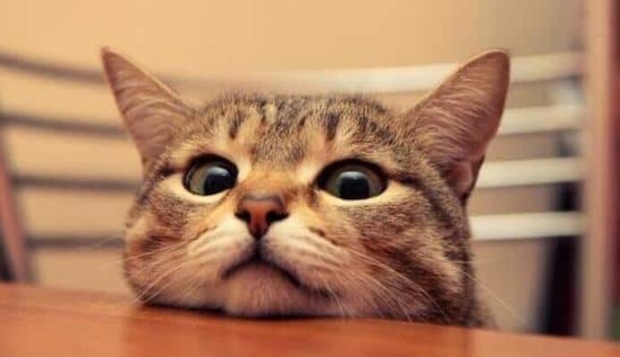 cover image of goeast mandarin post How to Say Cat in Chinese