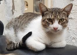 How to Say Cat in Chinese mao